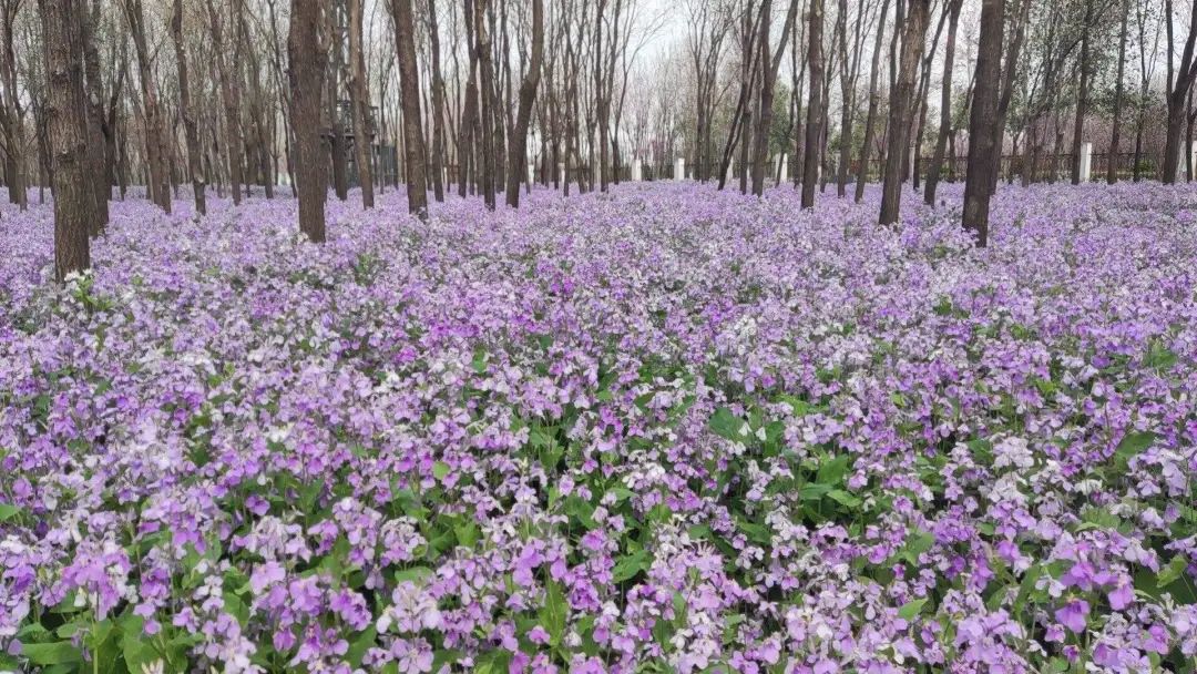 石嘴山市足球協會_寧夏石嘴山足協_石嘴山市足球訓練基地